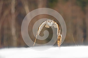 Eastern Siberian Eagle Owl flying in winter. Beautiful owl from Russia flying over snowy field. Winter scene with majestic rare ow