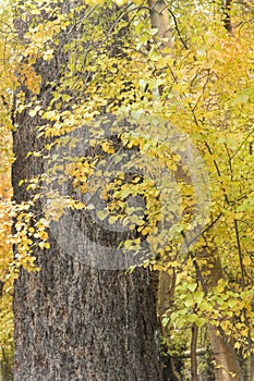 Eastern Sierra Fall Autumn Color