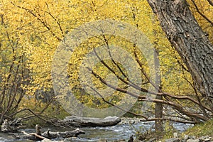 Eastern Sierra Fall Autumn Color beside a river