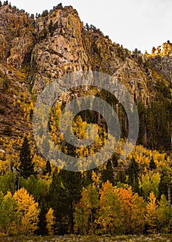 Eastern Sierra Nevada fall color