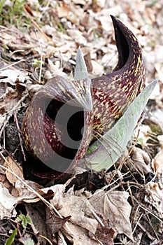 Eastern Skunk Cabbage