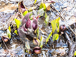 Eastern Skunk Cabbage Breaking Through Ice