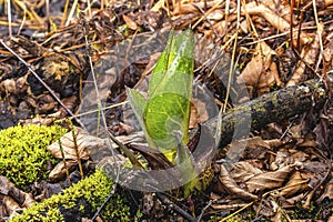 Eastern skunk cabbage ,Symplocarpus foetidus