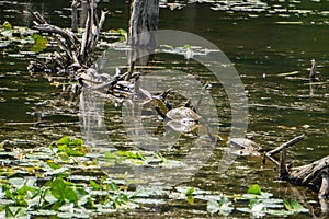 An Eastern Snapping turtles resting on a log at Pandapas Pond