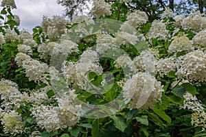 Eastern Snowball Bush