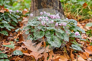 Eastern sowbread Cyclamen coum subsp. coum, pink flowering plant