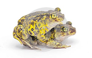 eastern spadefoot toad or frog - Scaphiopus holbrookii - mating pair male and female in amplexus Isolated on white background photo