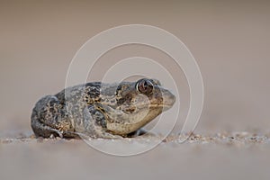 Eastern spadefoot toad Pelobates syriacus lying on the sand.  on light background