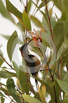 Eastern Spinebill (Acanthorhynchus tenuirostris)