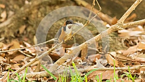 Eastern Spinebill  acanthorhynchus tenuirostris with a feather