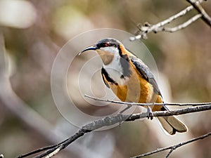 Eastern Spinebill photo