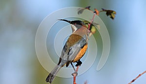 Eastern Spinebill Honeyeater bird with copy space