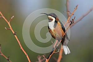 Eastern Spinebill honeyeater with copy space