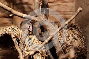 Eastern spiny mice (Acomys dimidiatus) on straw