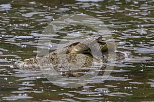 Eastern Spiny Softshell Turtle