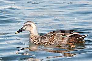 Eastern Spot-Billed Duck