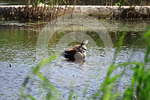 Eastern Spot-billed Duck swimming in a lake photo
