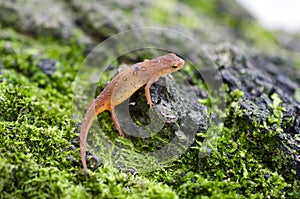 Eastern Spotted Newt, Red eft salamander on green moss