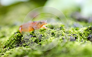 Eastern Spotted Newt, Red eft salamander on green moss photo