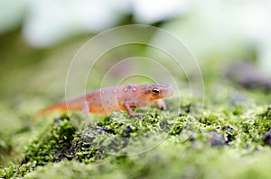 Eastern Spotted Newt, Red eft salamander photo