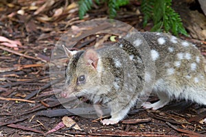 Eastern Spotted Quoll