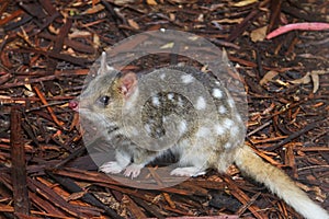 Eastern Spotted Quoll