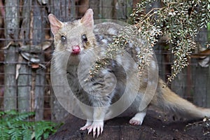 Eastern Spotted Quoll