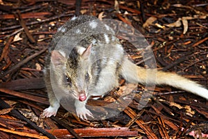 Eastern Spotted Quoll