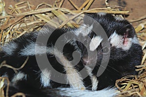 Eastern spotted skunk