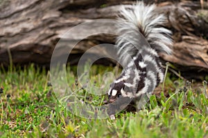 Eastern Spotted Skunk Spilogale putorius Jumps Off Log Summer