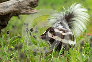 Eastern Spotted Skunk Spilogale putorius Looks Left in Grass Summer