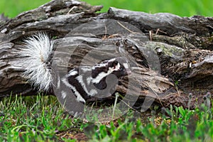 Eastern Spotted Skunk Spilogale putorius Looks Out Paw Up on Log Summer
