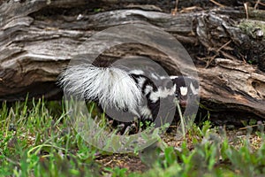 Eastern Spotted Skunk Spilogale putorius Looks Straight Out From Side of Log Summer