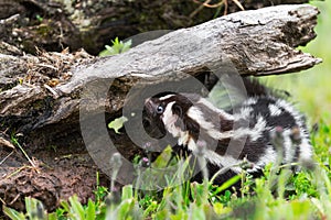 Eastern Spotted Skunk Spilogale putorius Looks Up Side of Log Summer