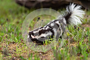 Eastern Spotted Skunk Spilogale putorius Moves Through Grass and Flowers Summer