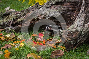 Eastern Spotted Skunk Spilogale putorius Peeks Out From Under Log Autumn