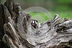 Eastern Spotted Skunk Spilogale putorius Peers Around Log Summer