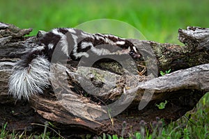 Eastern Spotted Skunk Spilogale putorius Points Right Atop Log Summer