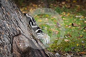 Eastern Spotted Skunk Spilogale putorius Rapidly Climbs Up Tree Autumn