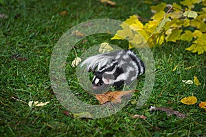 Eastern Spotted Skunk Spilogale putorius Runs About in Grass Autumn