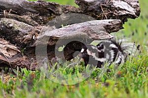 Eastern Spotted Skunk Spilogale putorius Stands Under Log Summer