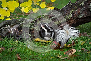 Eastern Spotted Skunk Spilogale putorius Steps Up on Log Autumn
