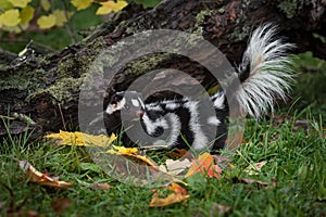 Eastern Spotted Skunk Spilogale putorius Tail Lifted Near Log Autumn