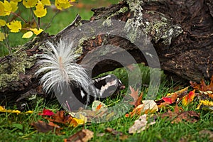 Eastern Spotted Skunk Spilogale putorius Tail Towards Viewer