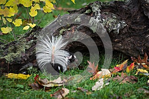 Eastern Spotted Skunk Spilogale putorius Turns Tail Raised Autumn