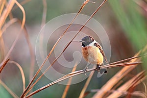 Eastern Stonechat in the morming