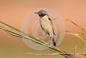 Eastern Stonechat Saxicola stejnegeri Cute Male Birds of Thailand