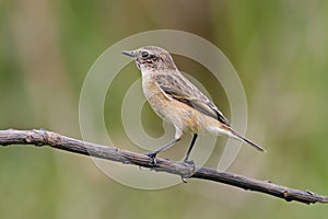 Eastern Stonechat Saxicola stejnegeri Female Cute Birds of Thailand