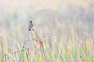 Eastern Stonechat is winter visitor bird to thailand photo