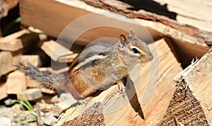 Eastern stripped Chipmunk standing on firewood